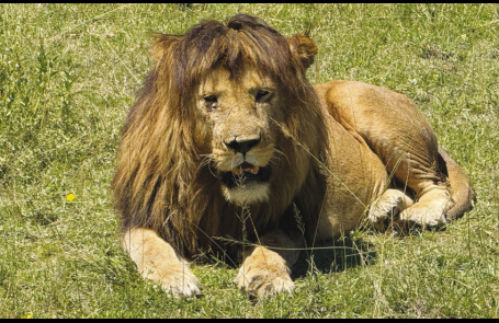 A Lions Tale Told by a Travelling Winnfield Couple