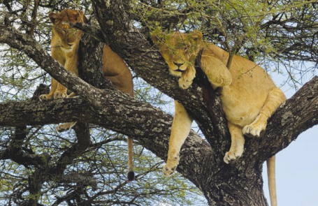 A Lions Tale Told by a Travelling Winnfield Couple