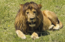 A Lions Tale Told by a Travelling Winnfield Couple