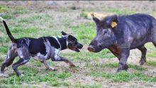 25 th annual Hog Dog Trials to begin next week