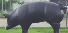 Paint the Pig contest