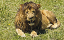 A Lions Tale Told by a Travelling Winnfield Couple