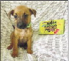 Winnfield Animal Shelter Seeks More Adoptions and Additional Community Support