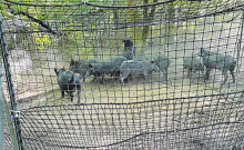 Dugdemona SWCD Combats Feral Swine Population