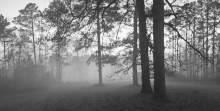 Forest Fire Near J. Creel Road Contained