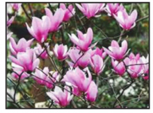 DSWC Hosts Annual Tree and Shrub Sale
