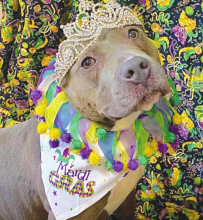 Winnfield Animal Clinic Presents the 2022 Krewe of Rex Mardi Gras Court