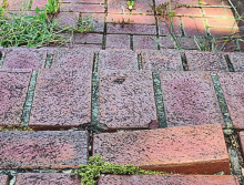 The state of the Earl K. Long Memorial Park