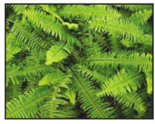DSWC Hosts Annual Tree and Shrub Sale