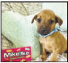 Winnfield Animal Shelter Seeks More Adoptions and Additional Community Support