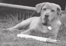 EditorKeep pets safe from