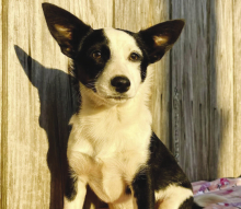 Meet adorable little London. London is 13 pound female Corgi/ Terrier Mix that was born on 9/23/24. London and her sister Lennon were surrendered so we could find then a fantastic home. The owner knew she could not provide for them. She loves other dogs. 