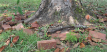 The state of the Earl K. Long Memorial Park