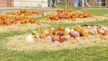 Pumpkin Patch Now Open at FUMC