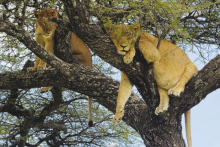 A Lions Tale Told by a Travelling Winnfield Couple