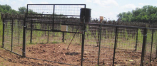Dugdemona SWCD Combats Feral Swine Population