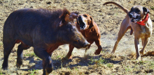 26th annual Hog Dog Trials to begin on schedule