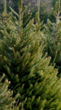 Winnfield Christmas Tree Lot open