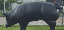 Paint the Pig contest