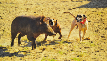 25th annual Hog Dog Trials to begin today