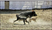 Article Image Alt Text