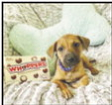 Winnfield Animal Shelter Seeks More Adoptions and Additional Community Support