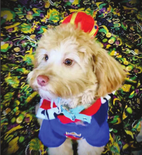 Winnfield Animal Clinic Presents the 2022 Krewe of Rex Mardi Gras Court