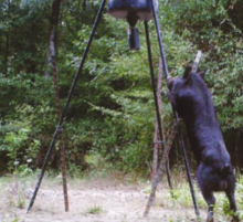 Dugdemona SWCD Combats Feral Swine Population