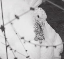 The Farm Wife