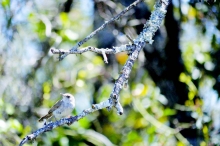 Article Image Alt Text