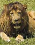 A Lions Tale Told by a Travelling Winnfield Couple