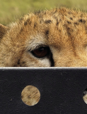 A Lions Tale Told by a Travelling Winnfield Couple