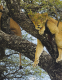 A Lions Tale Told by a Travelling Winnfield Couple